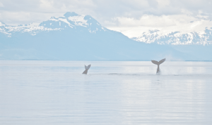 mountain background with whales